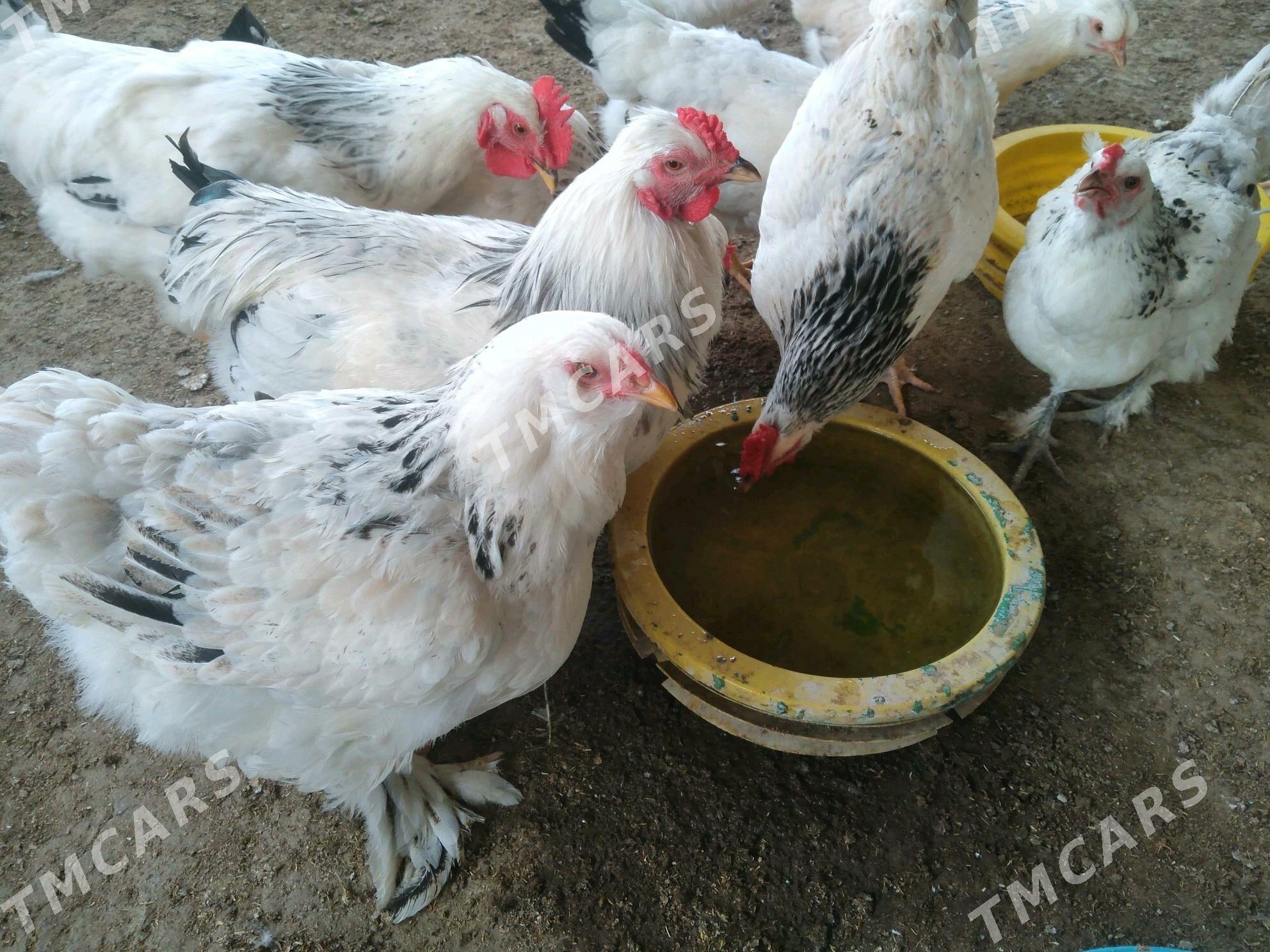 Yumurtga - Jebel - img 2