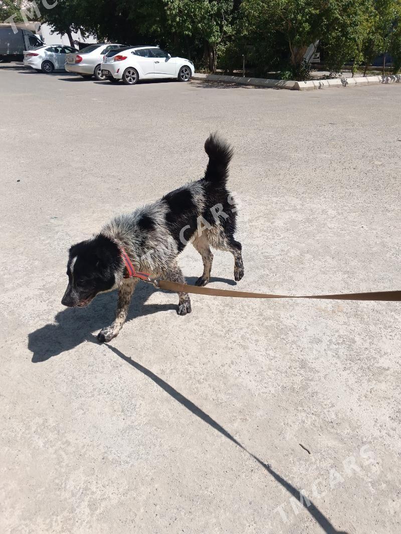 TÜRKMEN ALABAİ - Aşgabat - img 6