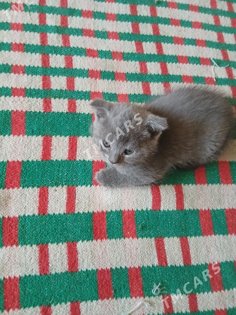котята - Türkmenabat - img 4