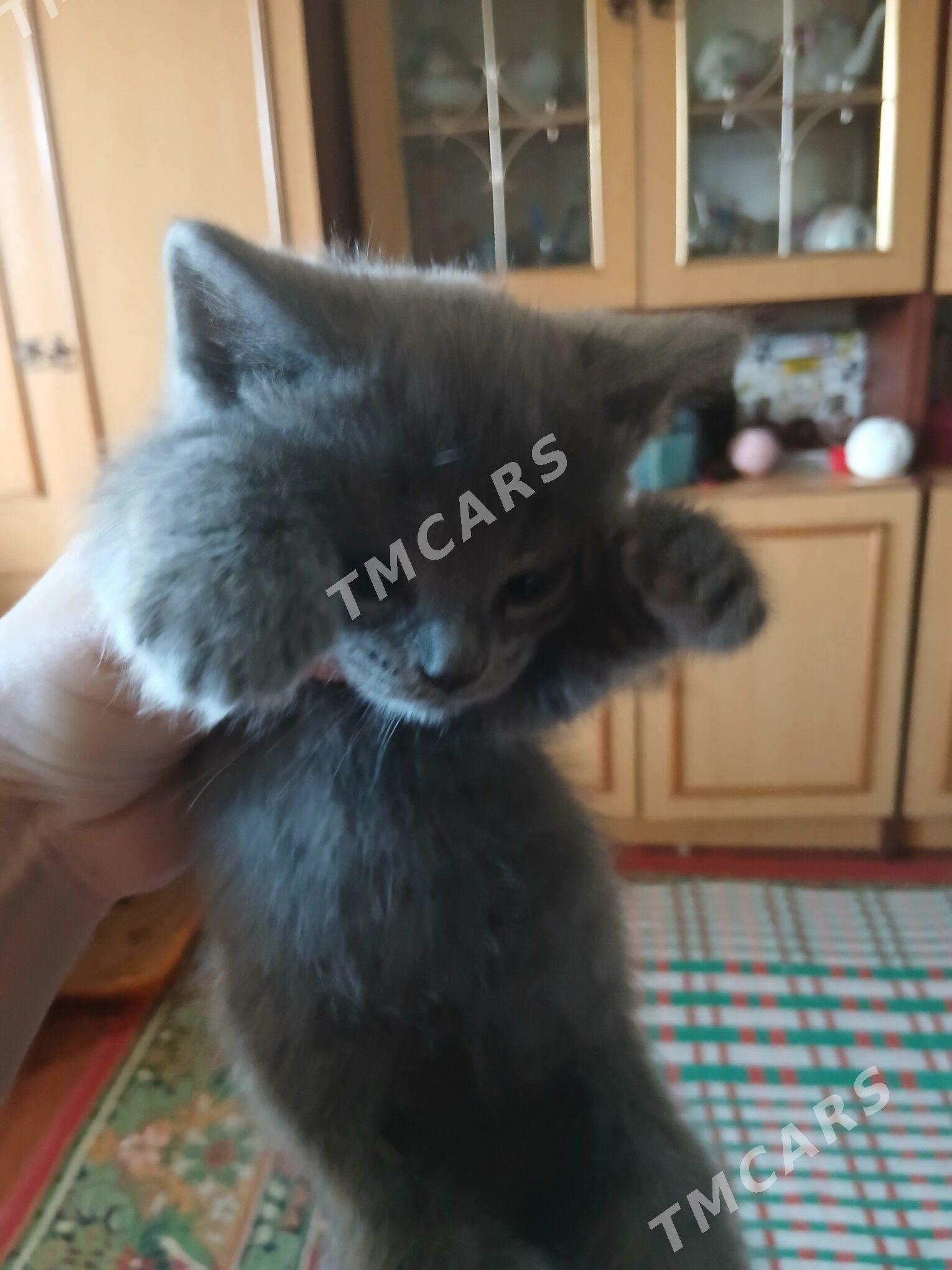 котята - Türkmenabat - img 5
