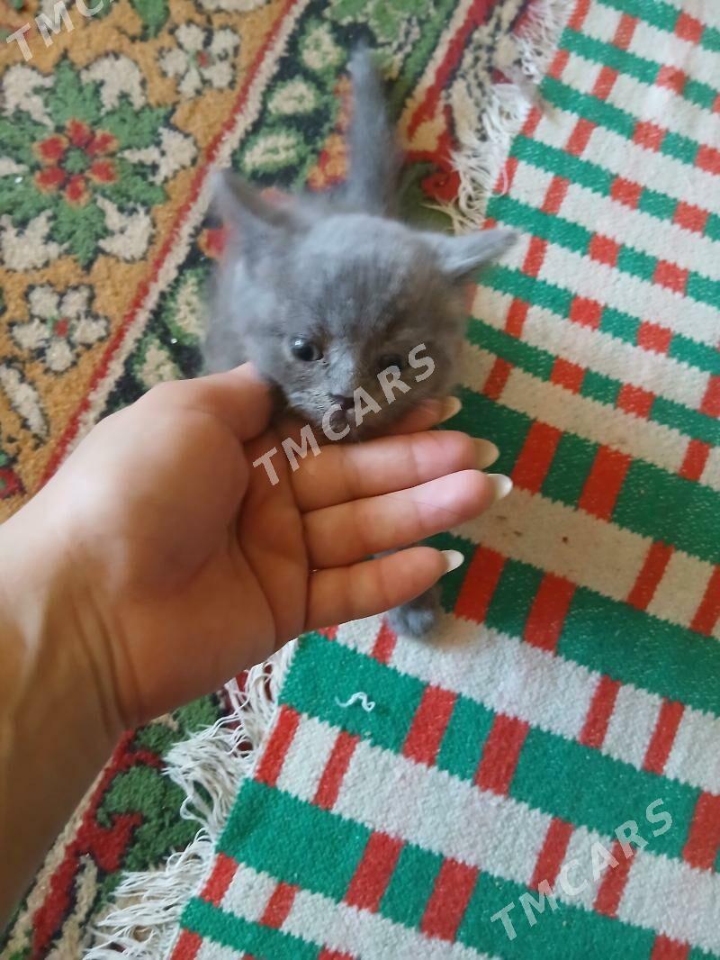котята - Türkmenabat - img 3
