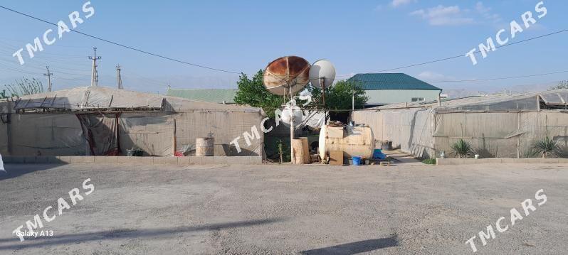 mellek - Aşgabat - img 3