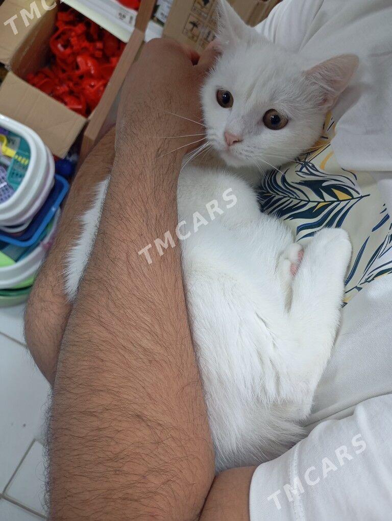 pişijek weterinar bolyp işleý - Ашхабад - img 2