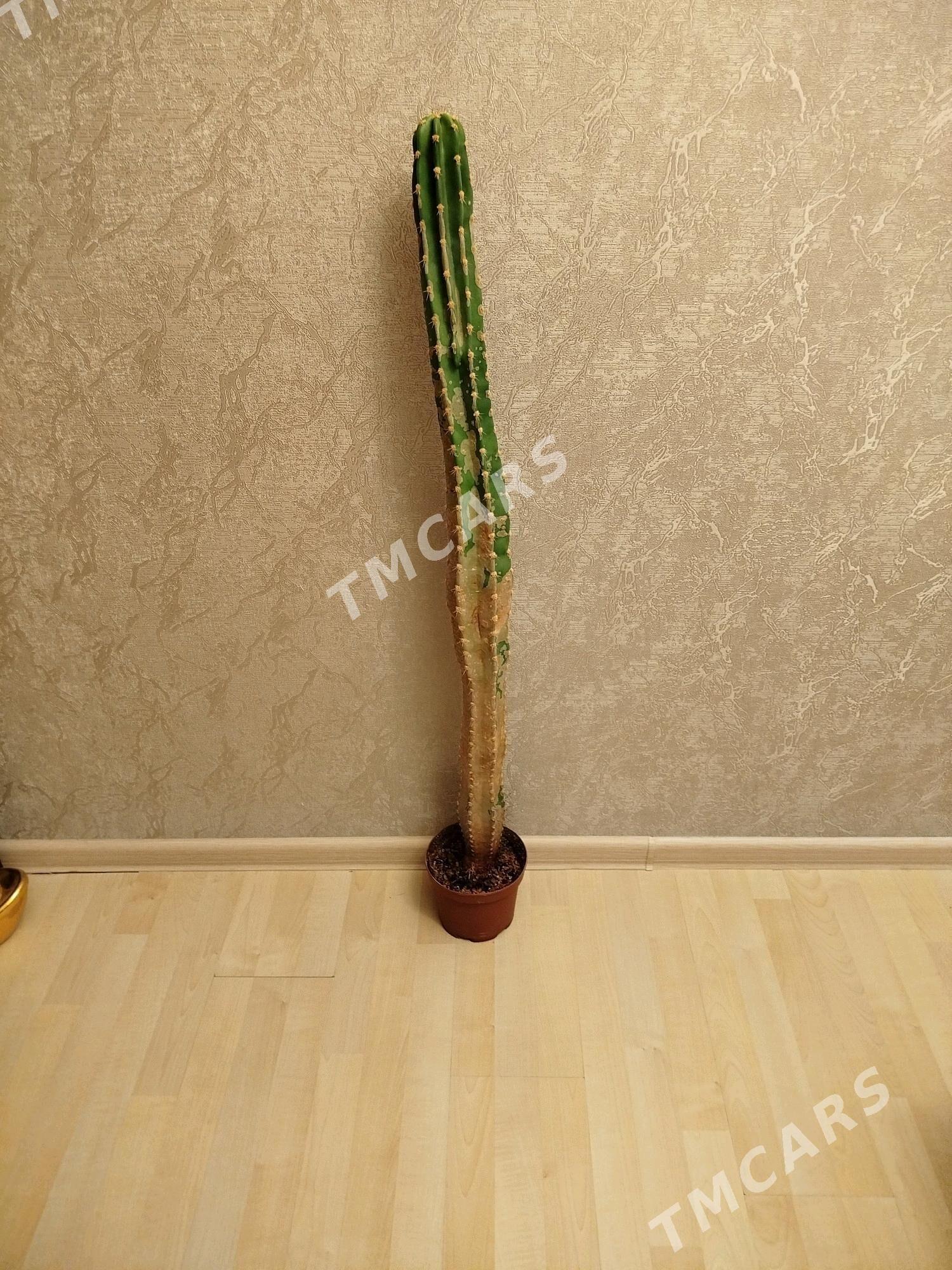 СУКУЛЕНТЫ И КАКТУСЫ - Aşgabat - img 7
