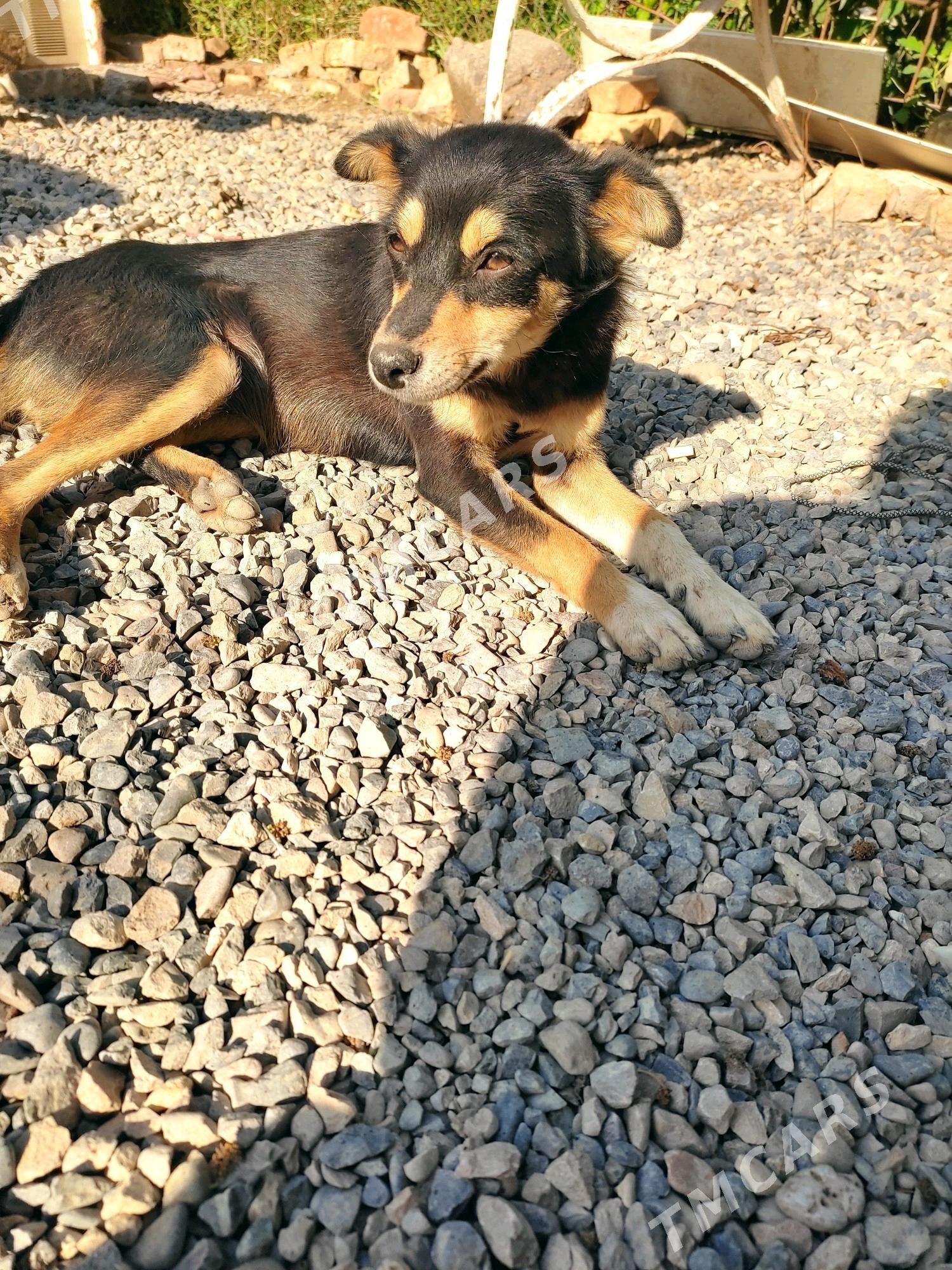 Собака звонок - Mary - img 2
