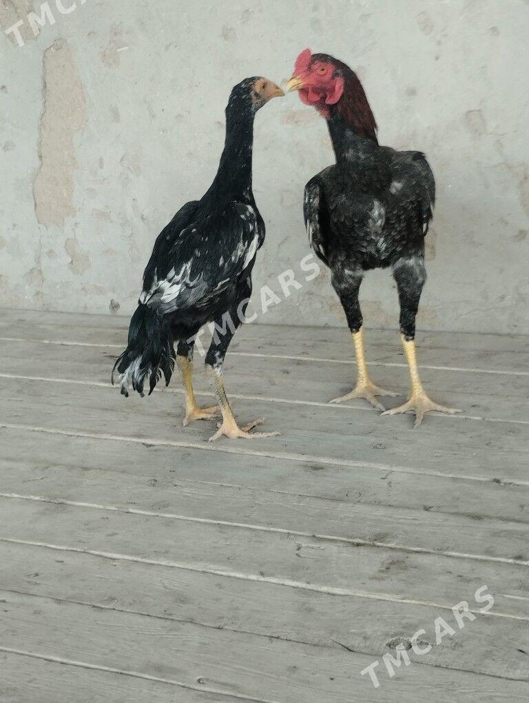 paroda horaz tovuk gelsik ba - Daşoguz - img 4