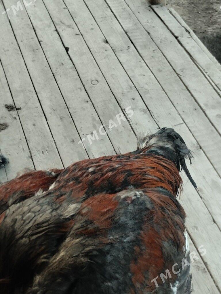 paroda horaz tovuk gelsik ba - Daşoguz - img 5