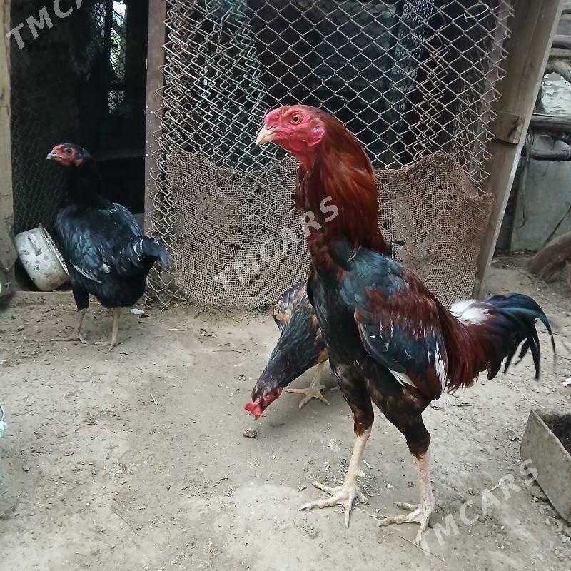 horaz towyk - Türkmenbaşy - img 2