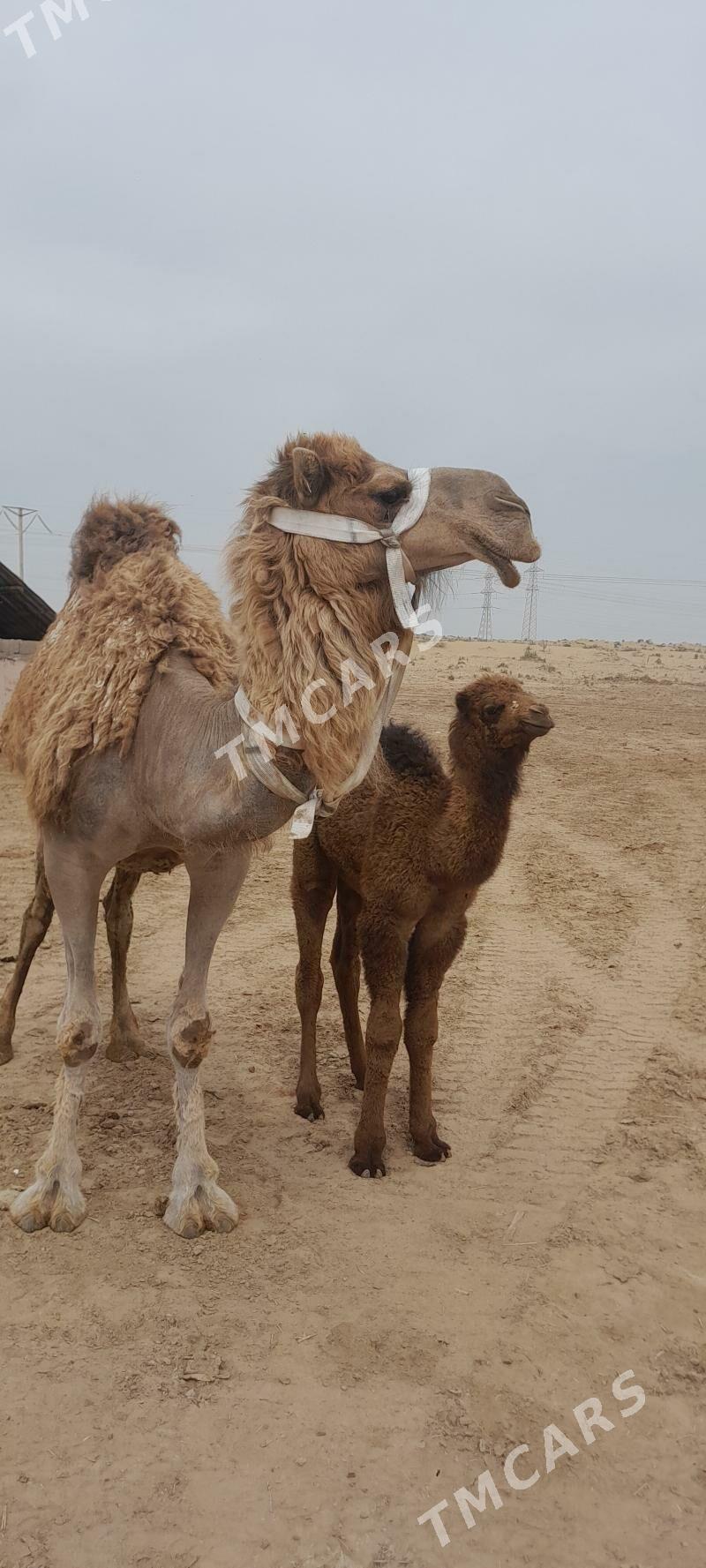 koshekli duye - Jebel - img 2