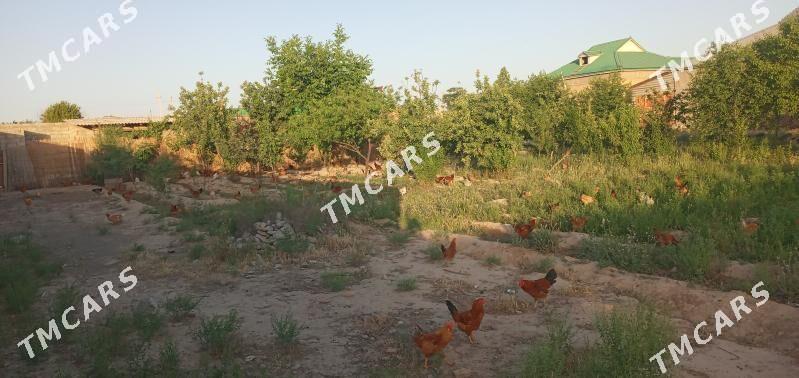 towuk - Kaka - img 2