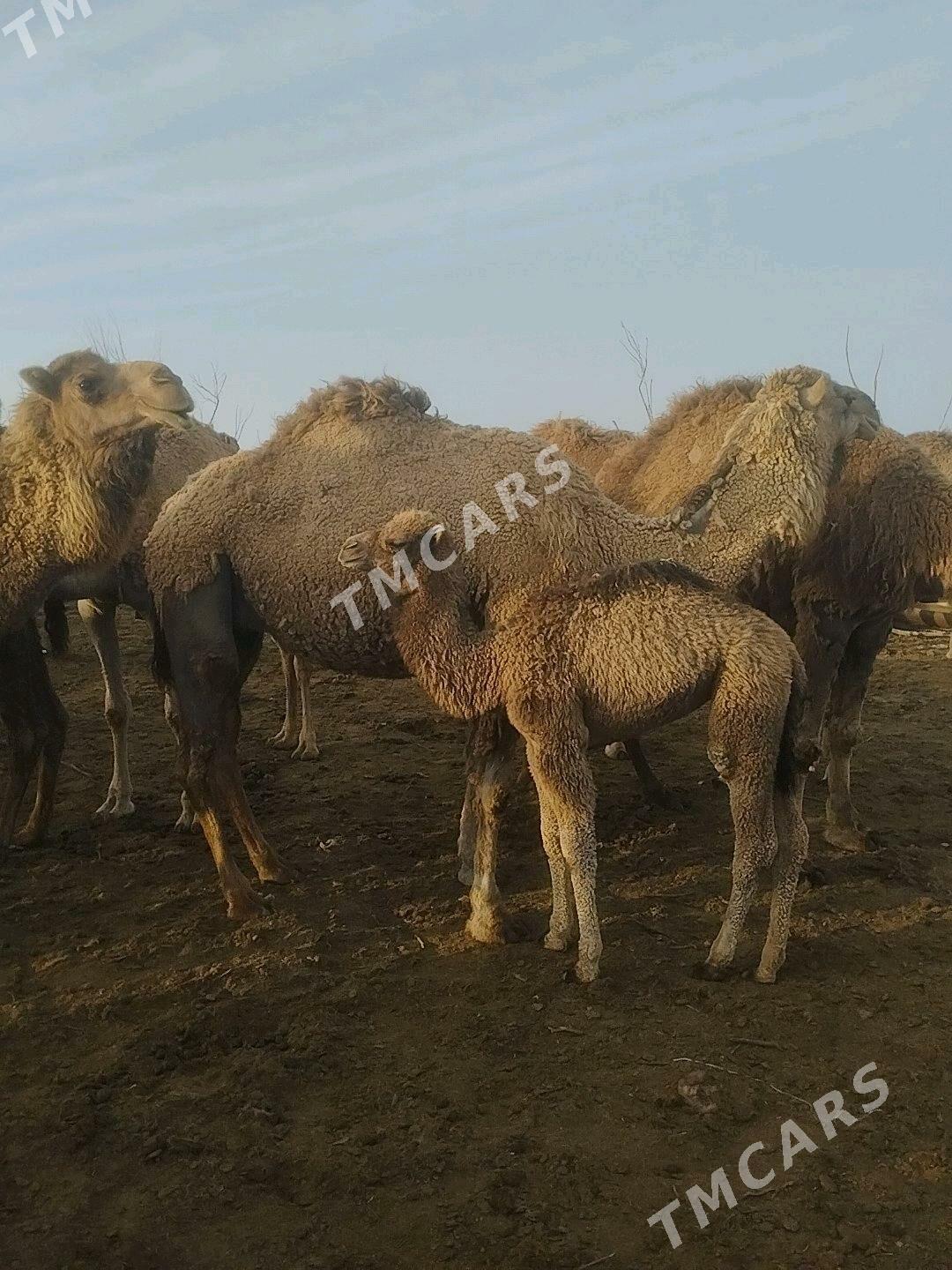 Köşekli düýe - Türkmenbaşy - img 3
