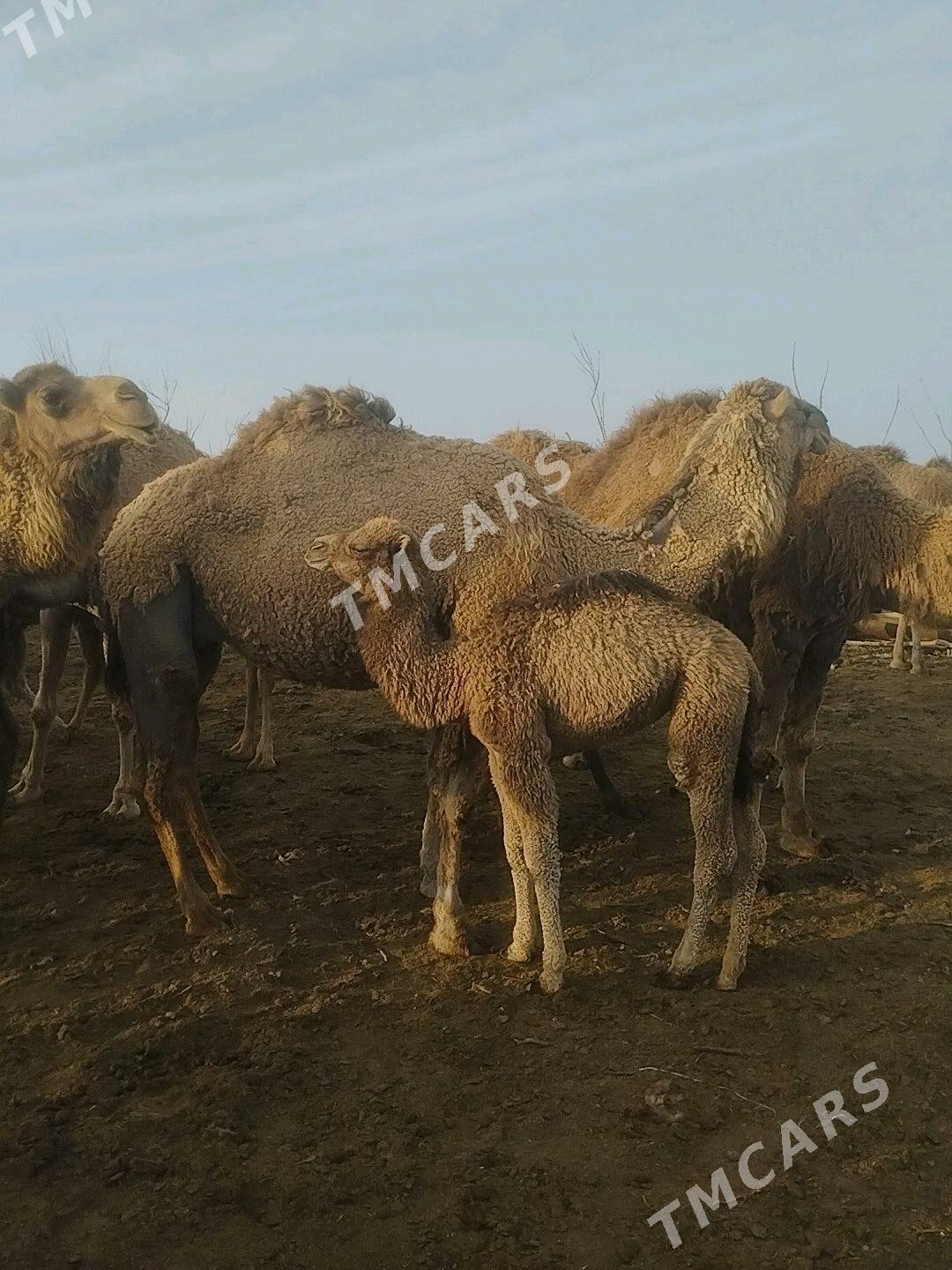 Köşekli düýe - Türkmenbaşy - img 2