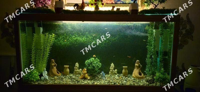 аквариум akvarium - Мары - img 1