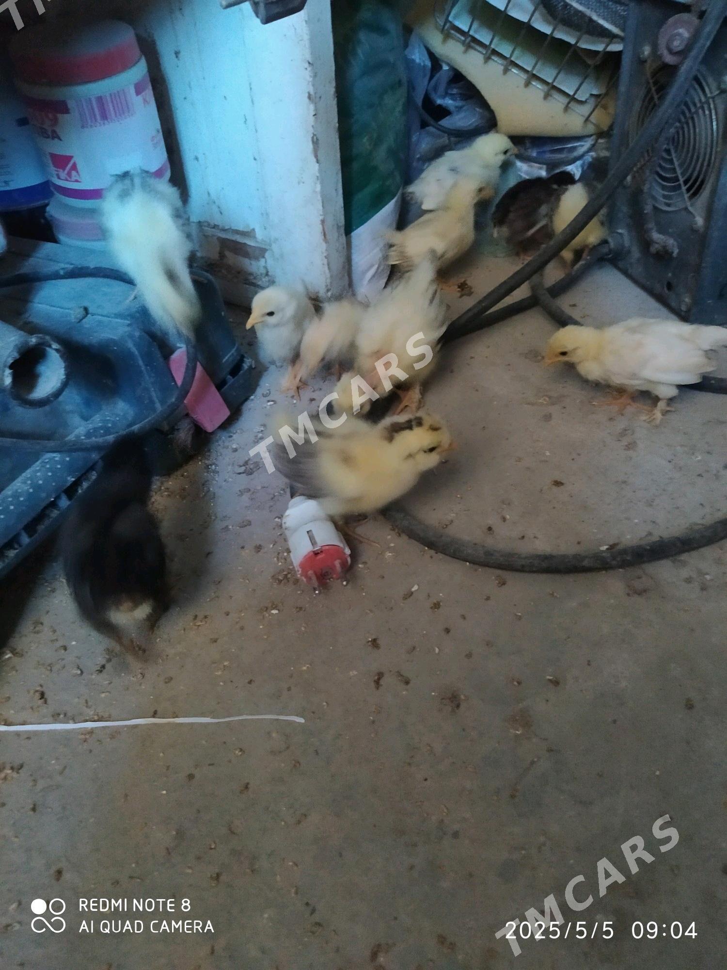 bramma we yaponcik jujeler - Türkmenabat - img 1