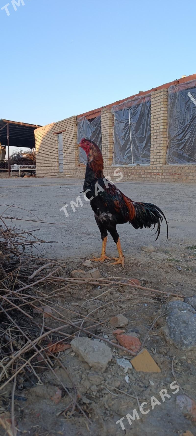 baysowy paroda horaz - Mary - img 1