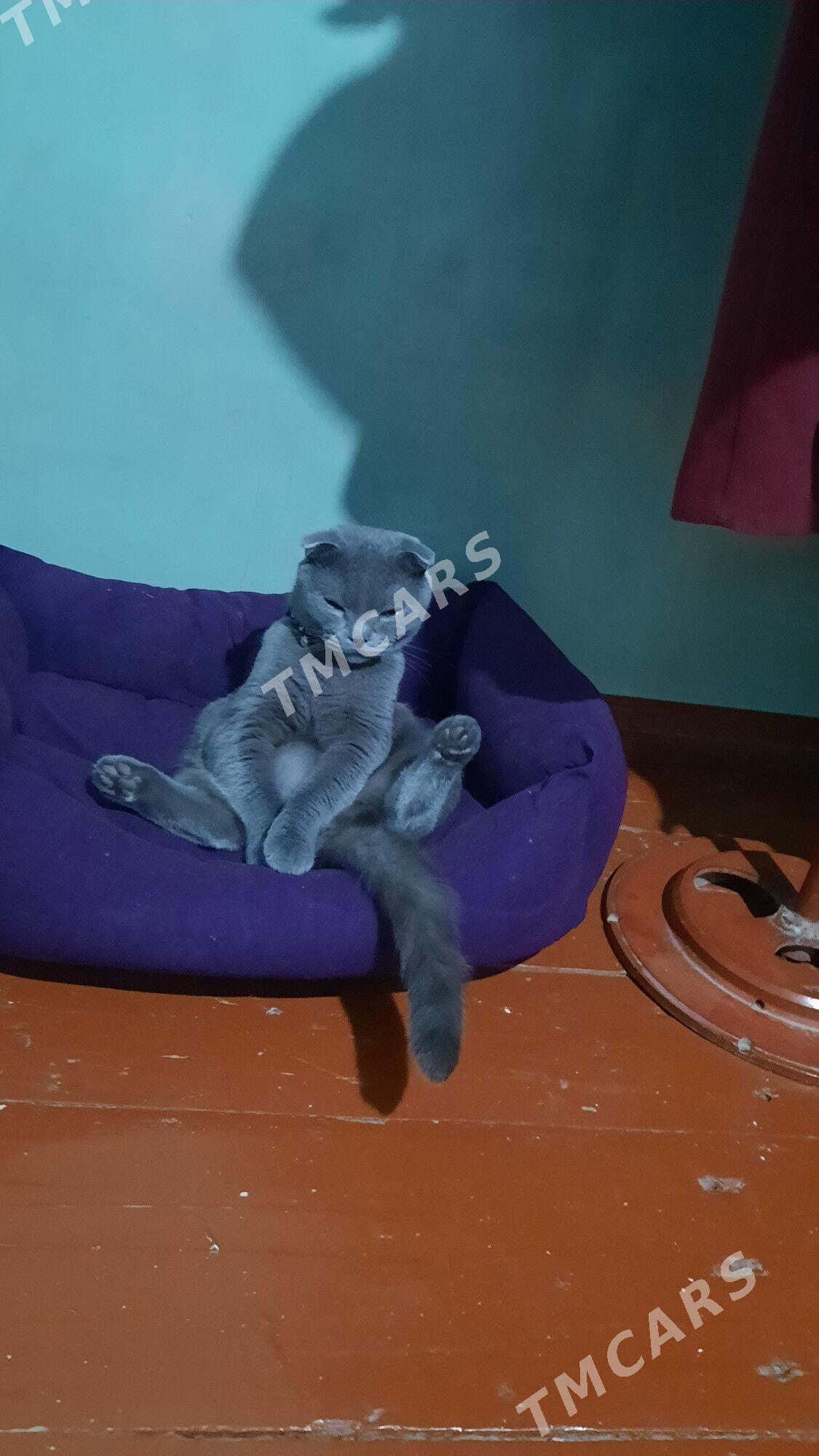 şatlan pişik - Mary - img 5
