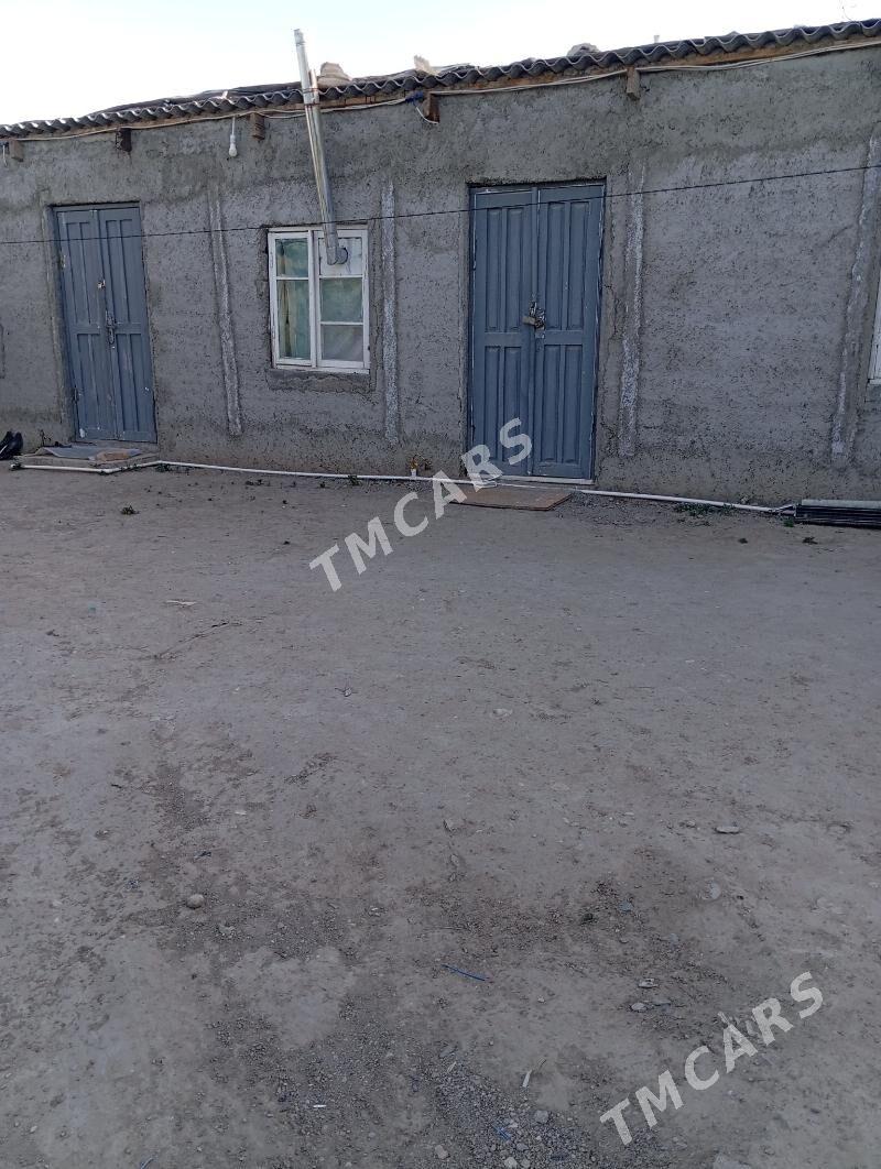 Kiwartira Bagyr mirewe - Bagyr - img 1