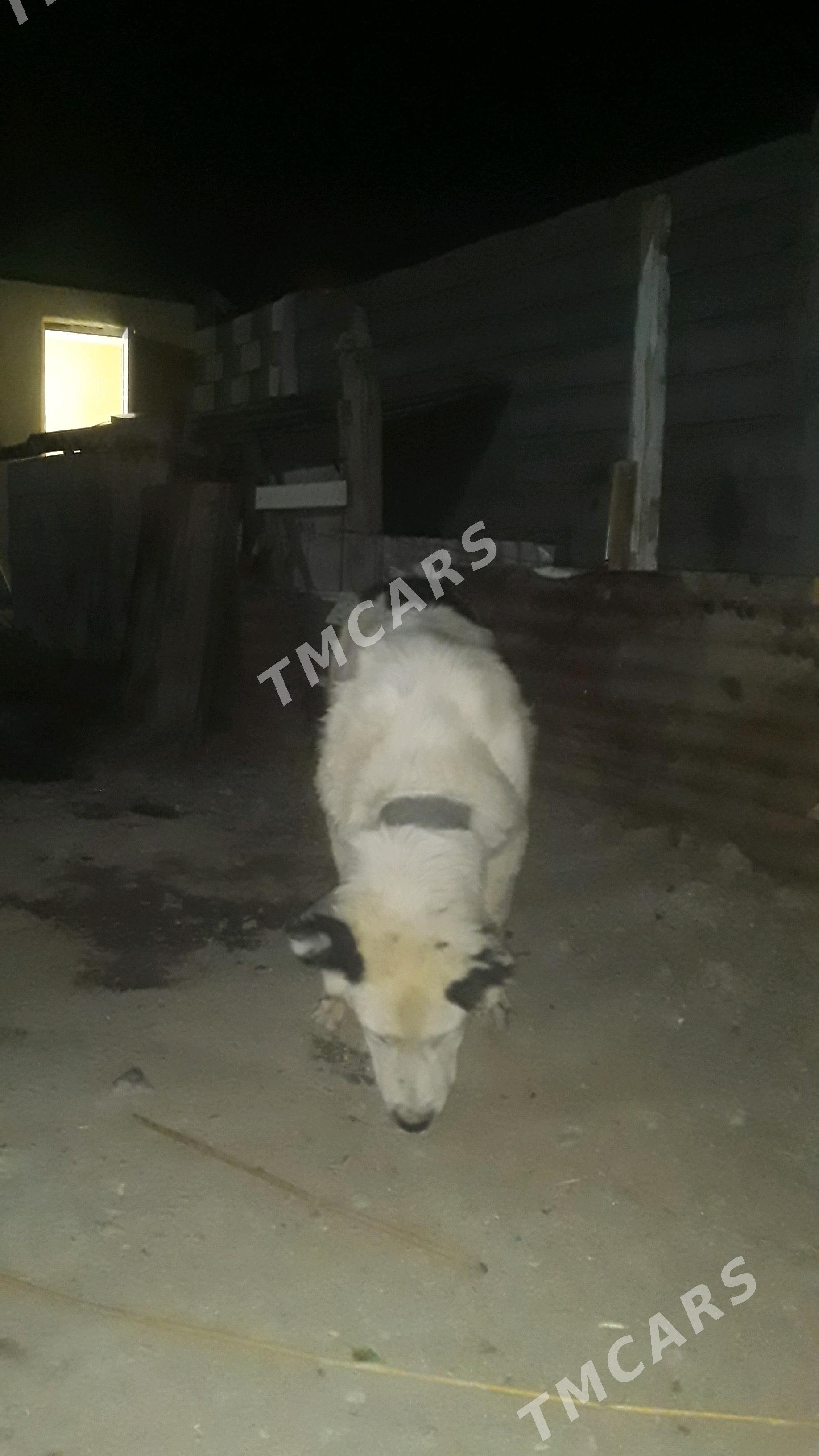 Turkmen   alabay - Gypjak - img 1