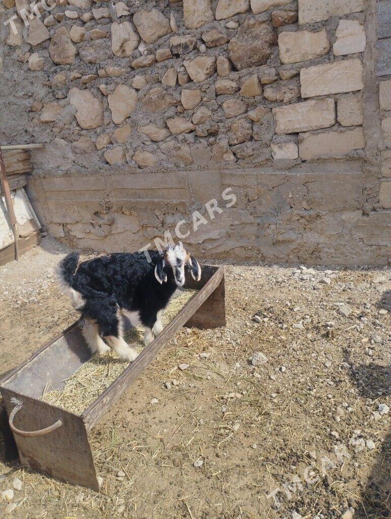 cebiş,geci - Jebel - img 2