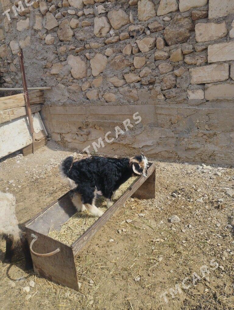 cebiş,geci - Jebel - img 1