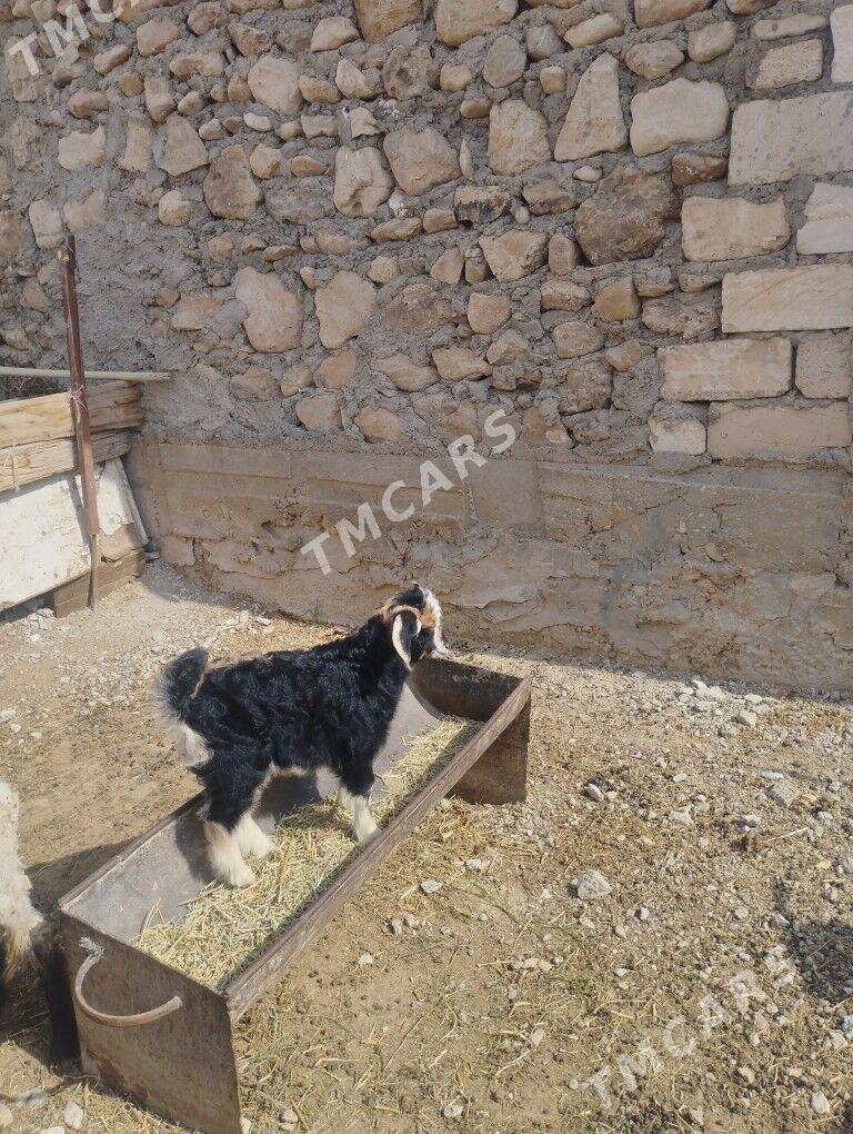 cebiş,geci - Jebel - img 3