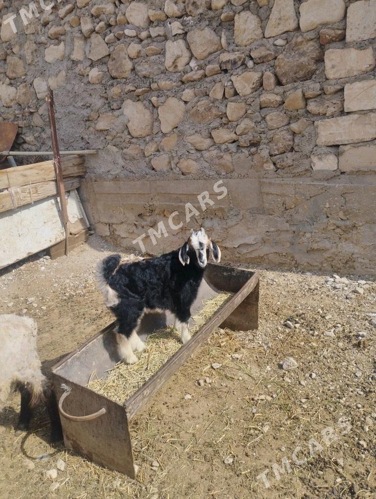 cebiş,geci - Jebel - img 4