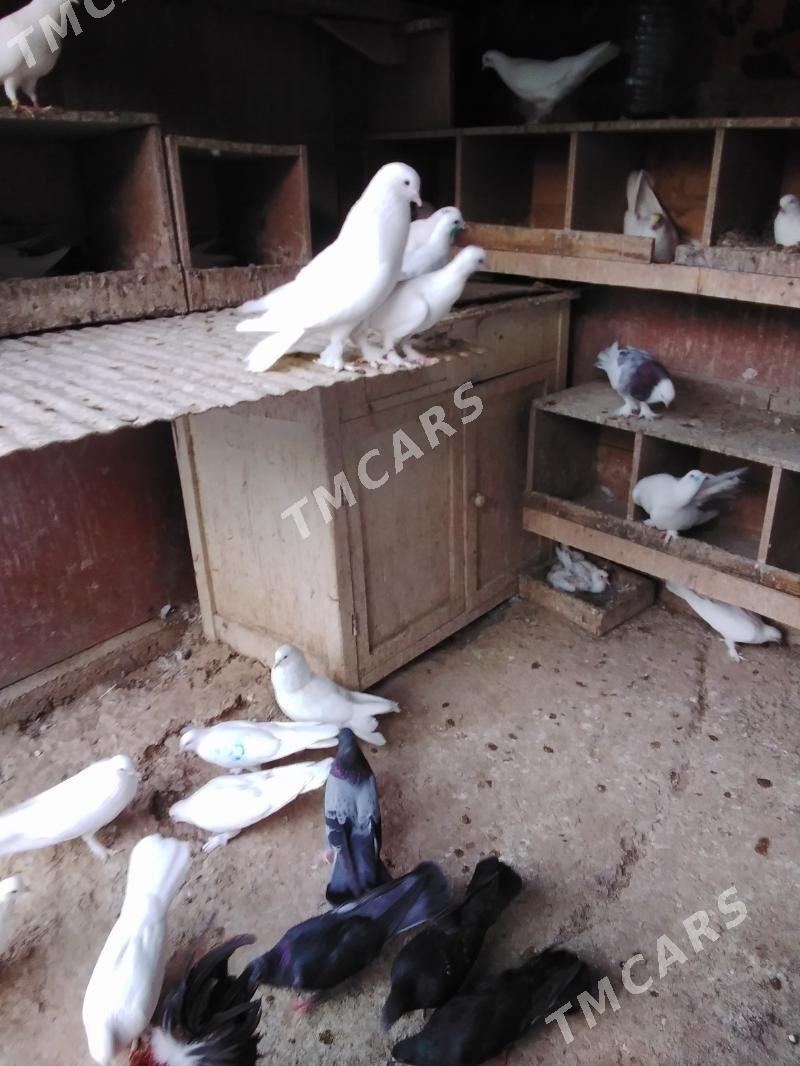 Kepderi - Aşgabat - img 6