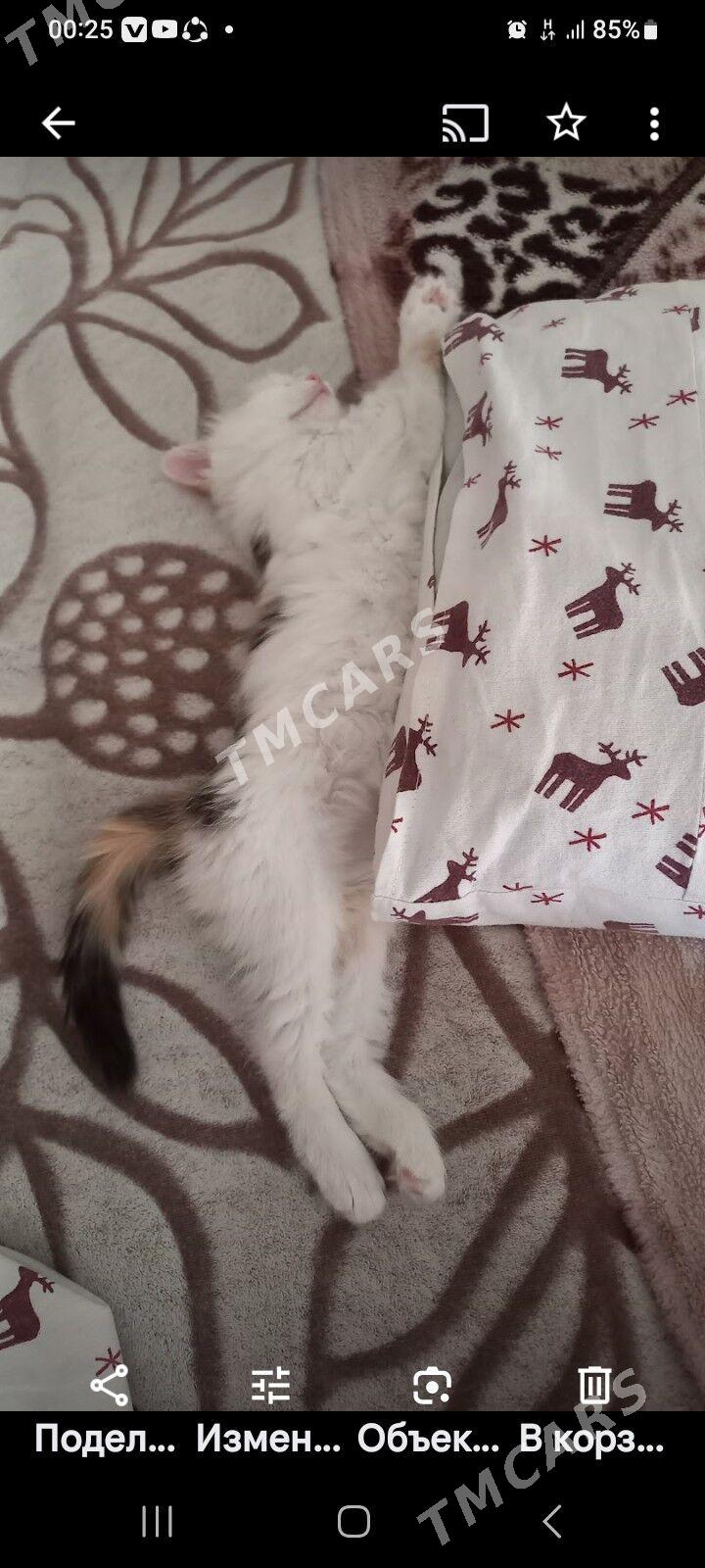 Котёнок  - Ашхабад - img 3