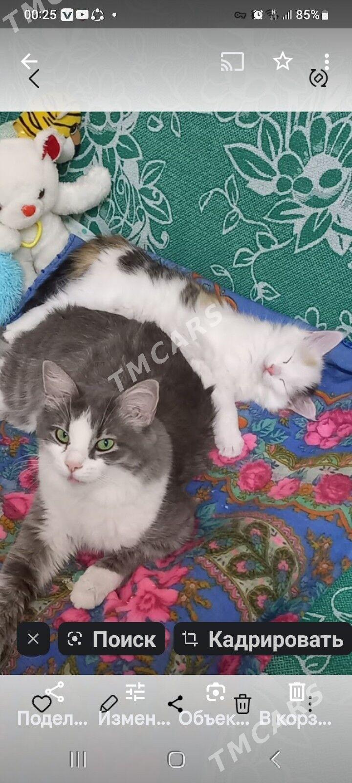 Котёнок  - Ашхабад - img 4