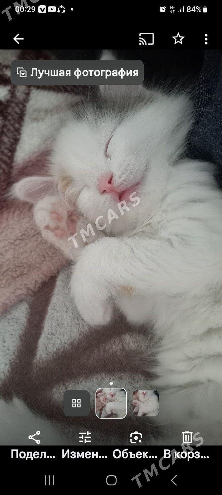 Котёнок  - Ашхабад - img 2
