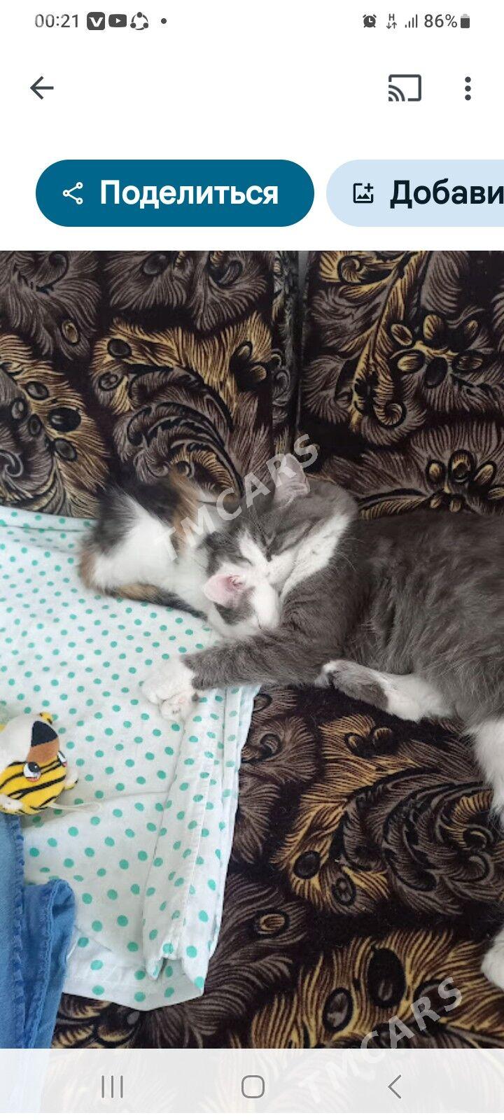 Котёнок  - Ашхабад - img 7