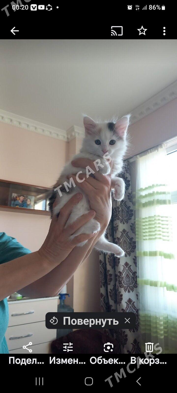Котёнок  - Ашхабад - img 6