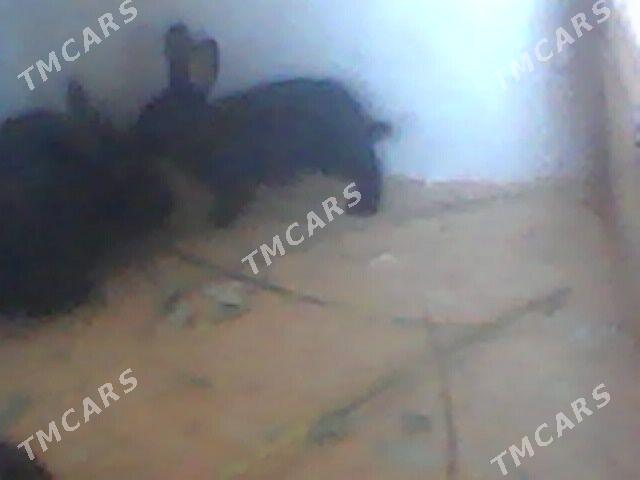 towsan - Mary - img 2
