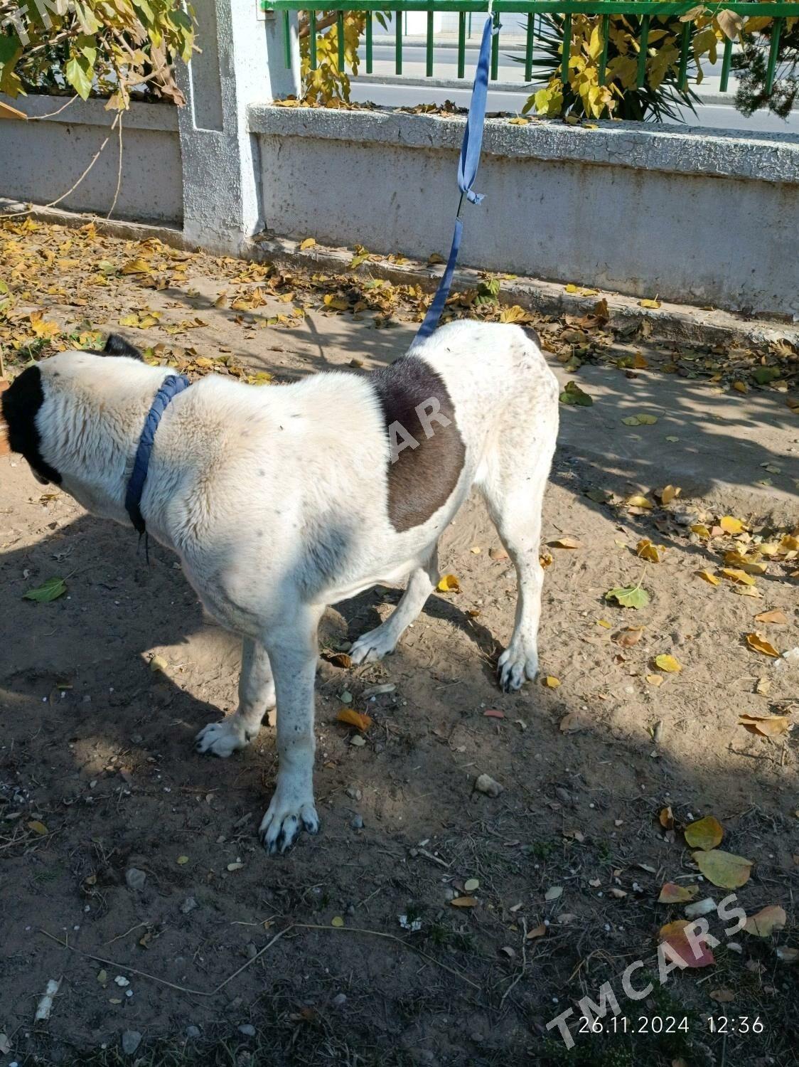 Güjikler - Garadamak - img 3