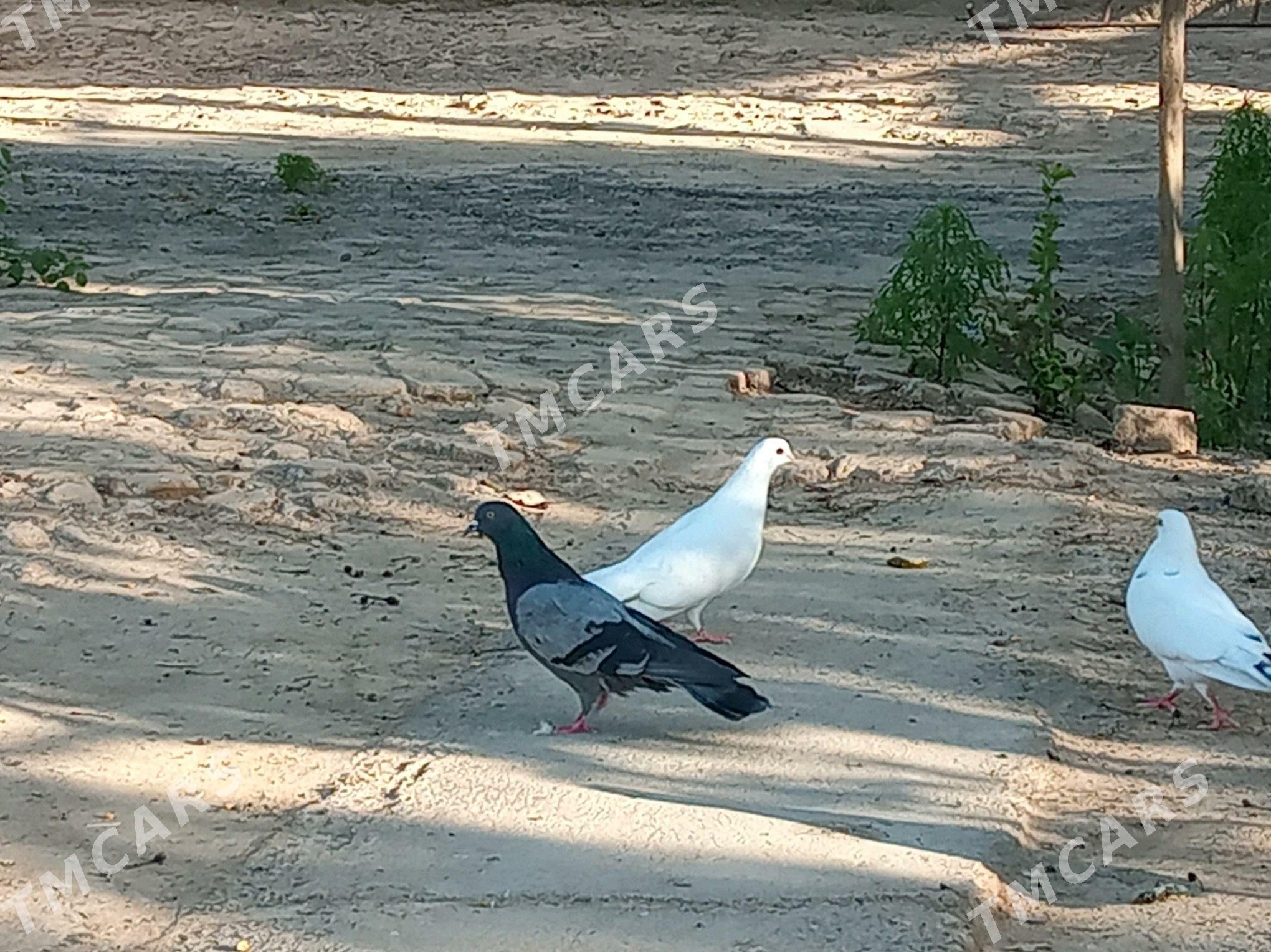 kepderikepderi - Wekilbazar - img 3