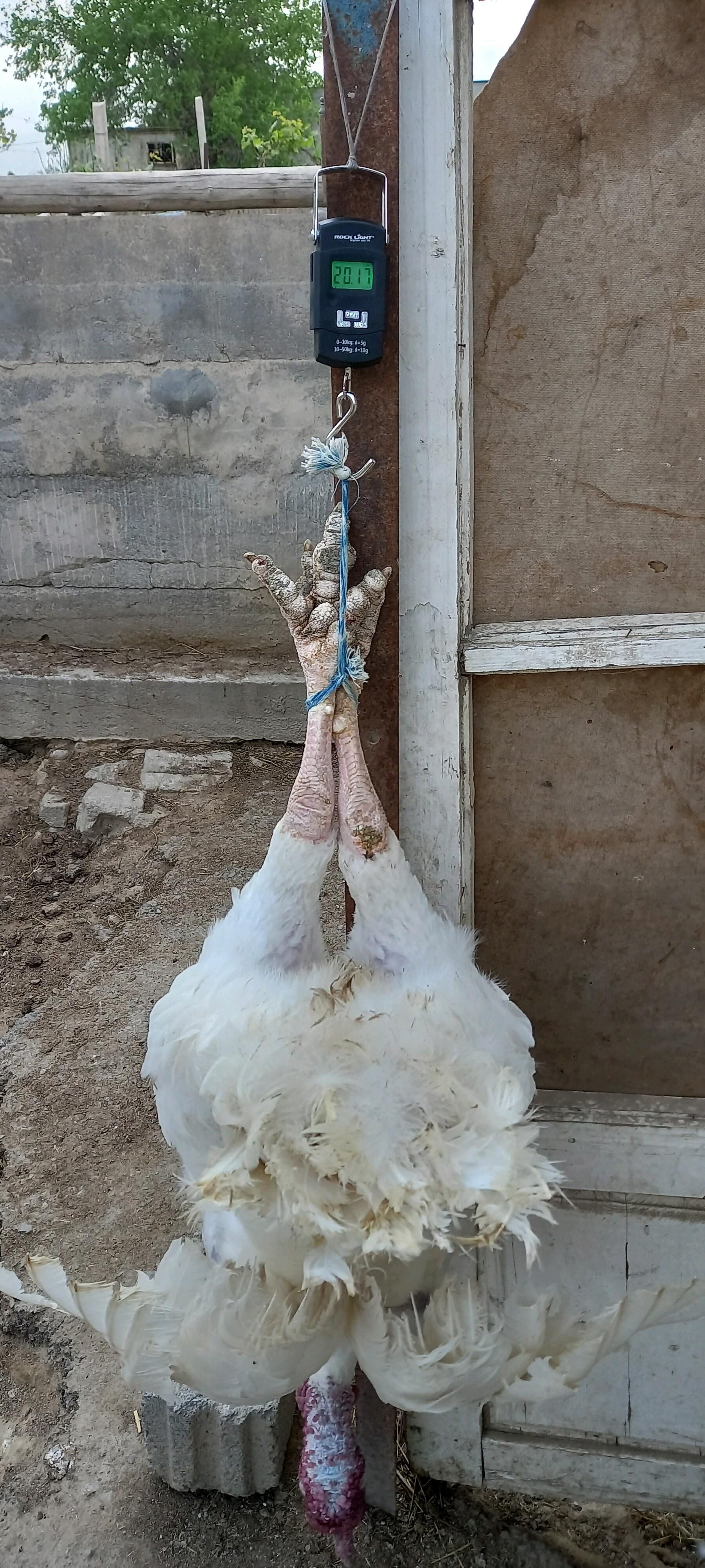 20 kg Kanads gigant horaz indu - Ашхабад - img 2