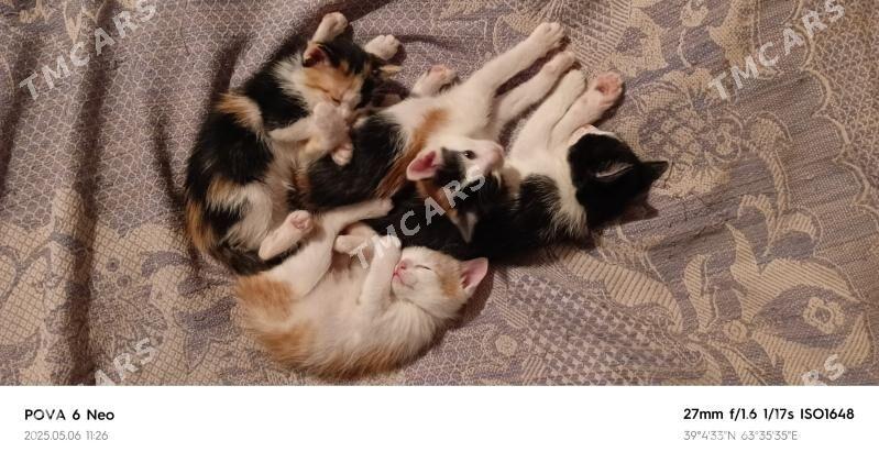 отдам котят в добрые руки - Türkmenabat - img 4