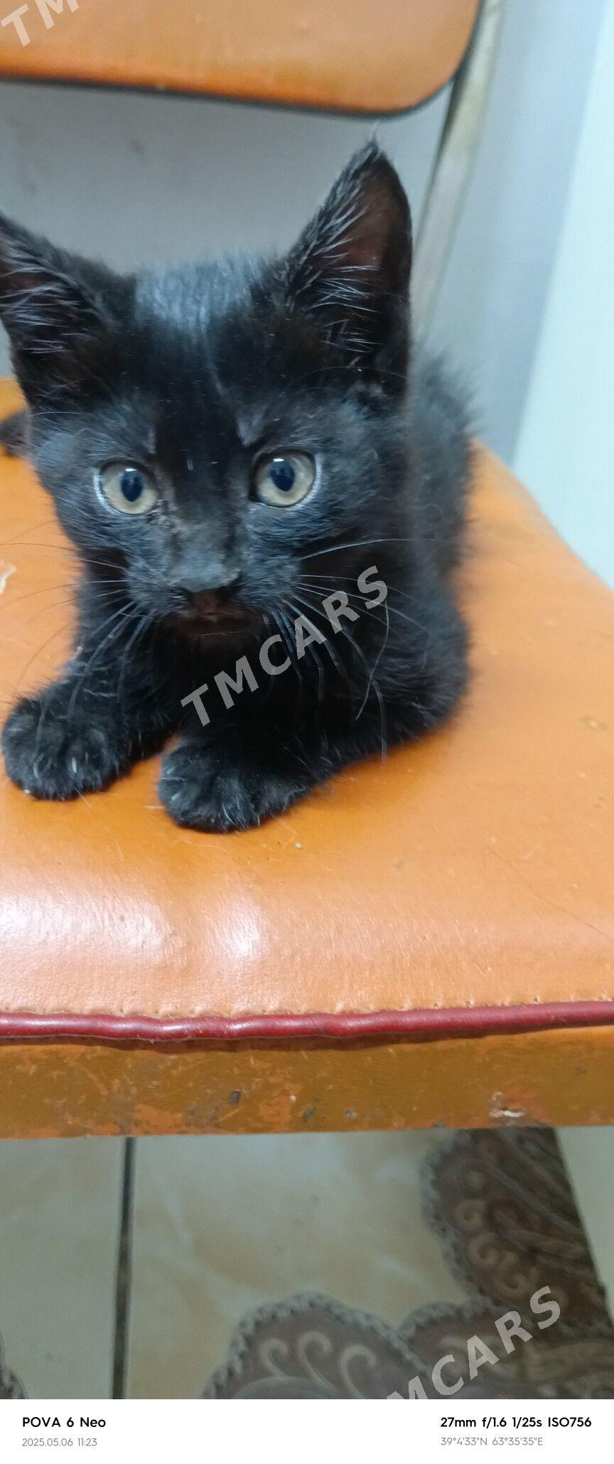 отдам котят в добрые руки - Türkmenabat - img 3