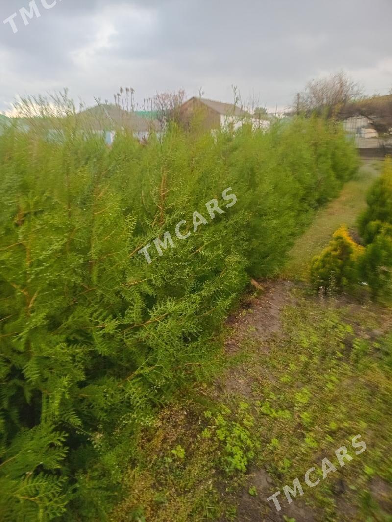 Tuýa Ýolka - Aşgabat - img 3