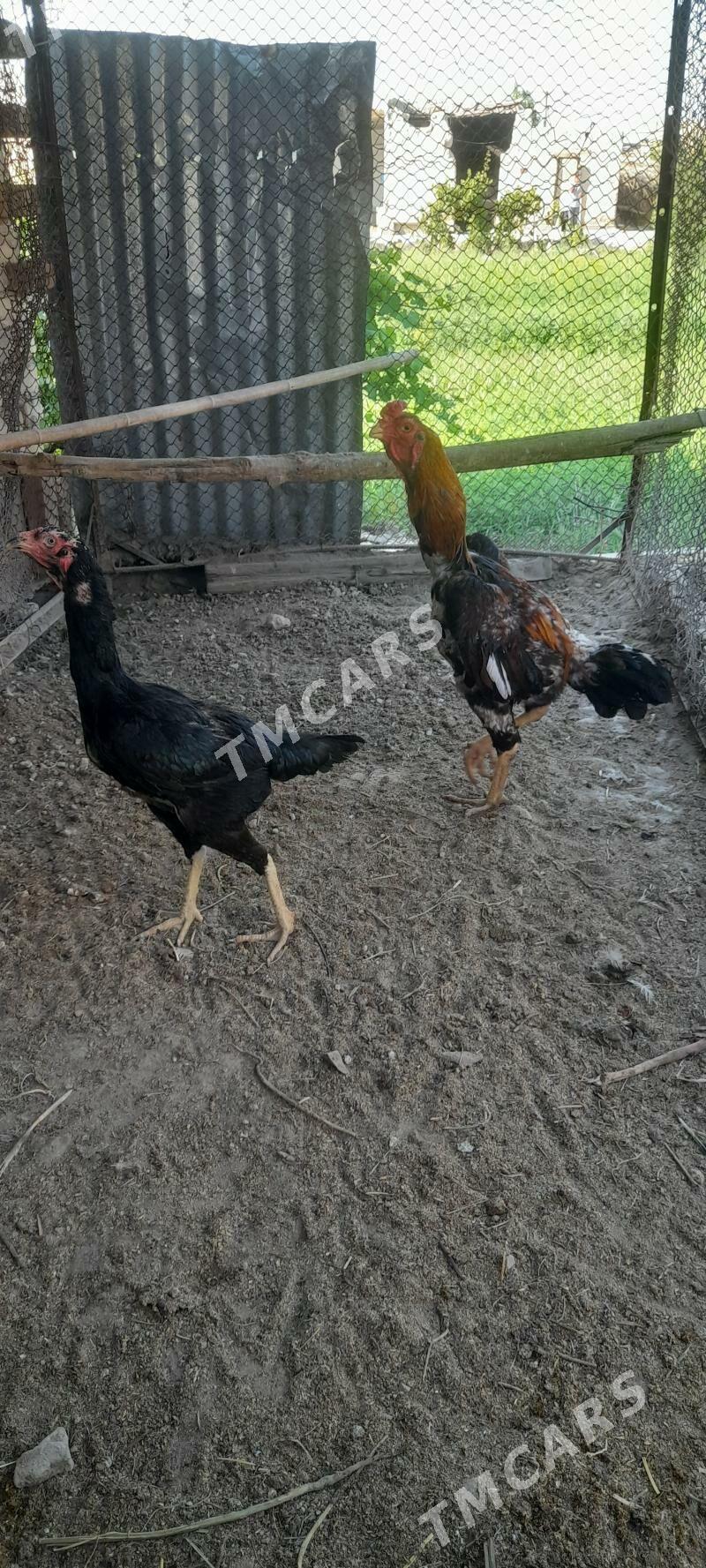 horaz - Farap - img 3