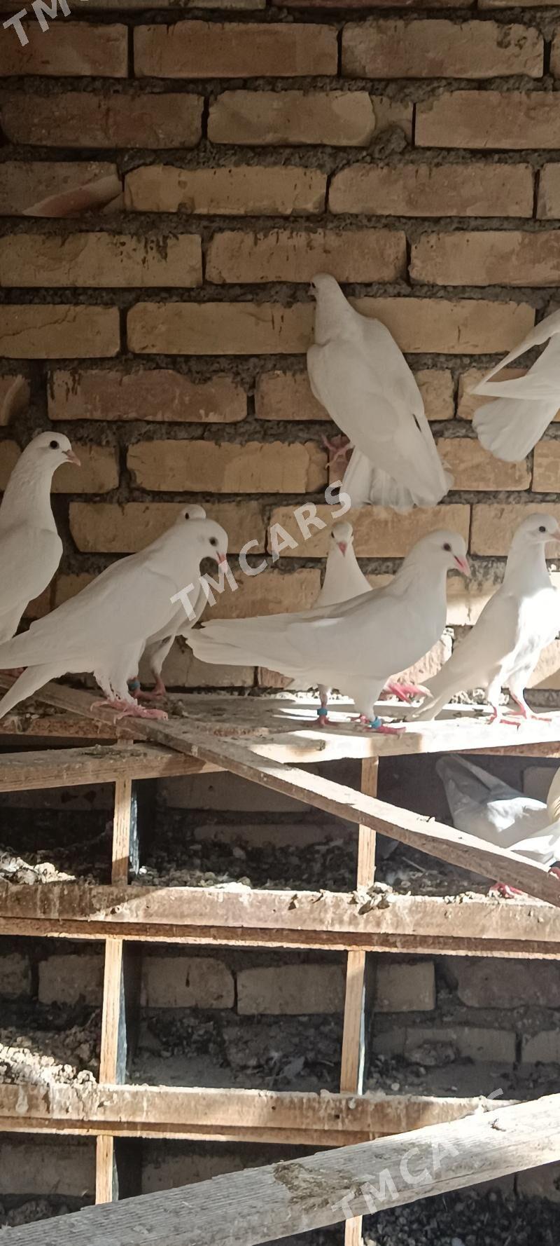 kepderi голуби - Гёкдепе - img 2