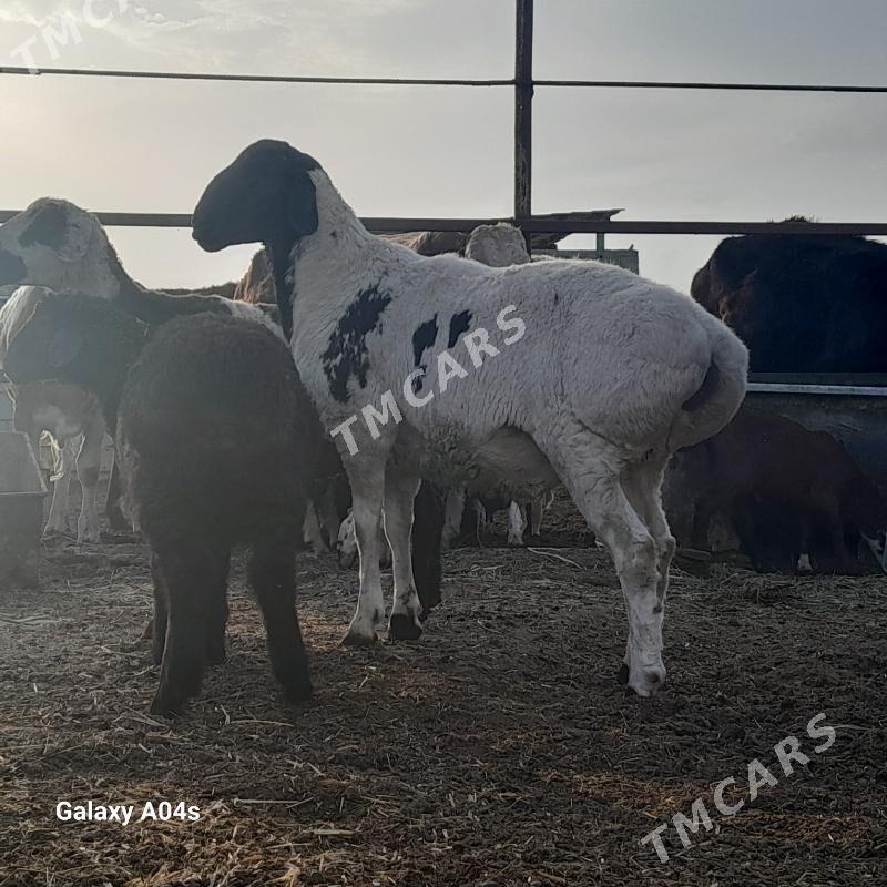 KISAR GOÇ - Gökdepe - img 3