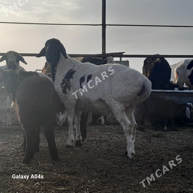 KISAR GOÇ - Gökdepe - img 2