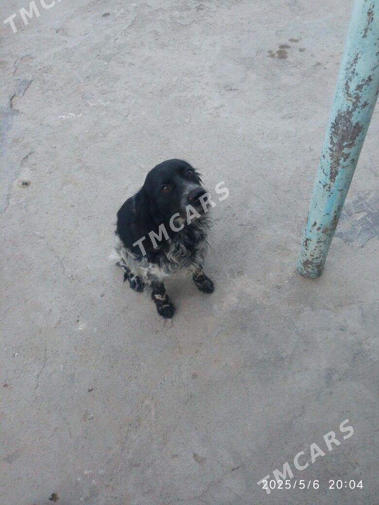 собака - Ашхабад - img 2
