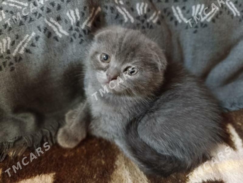 Британские котята - Türkmenabat - img 2