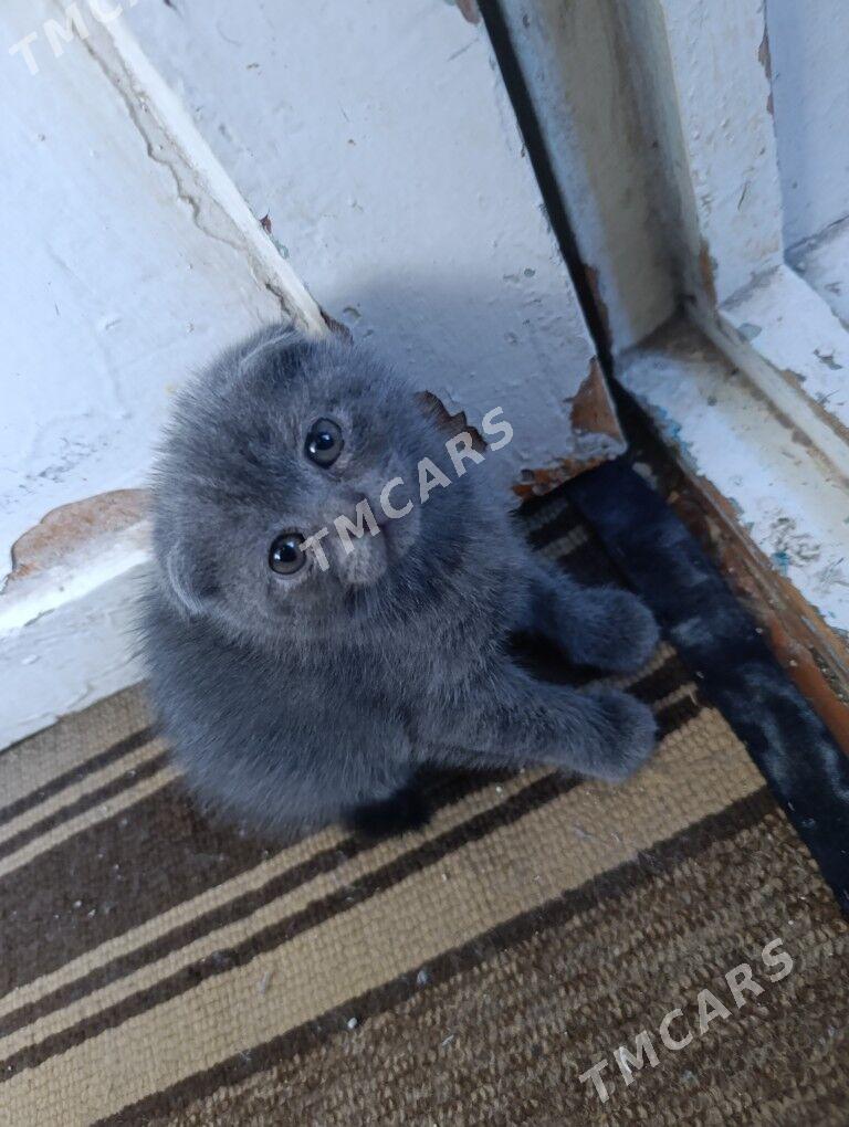 Британские котята - Türkmenabat - img 4