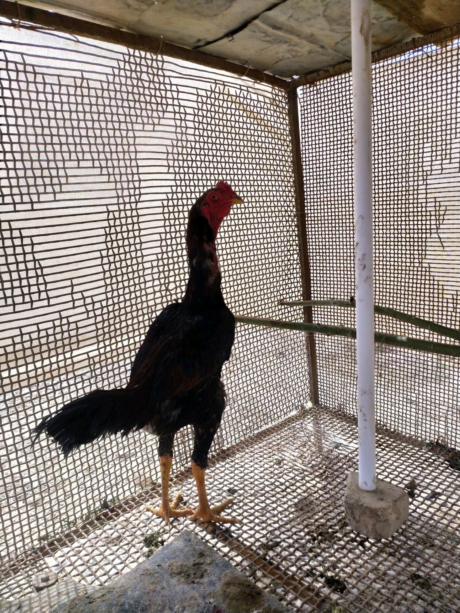 Taşkent horaz maki - Kaka - img 2