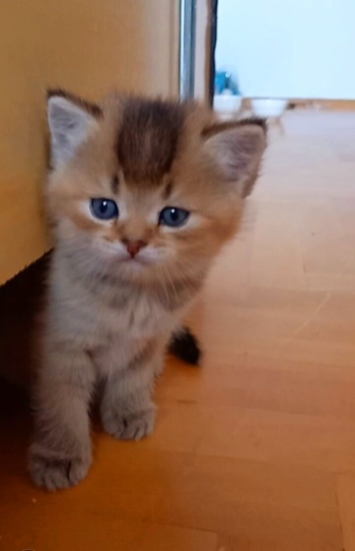 Шотландские котята - Ашхабад - img 2