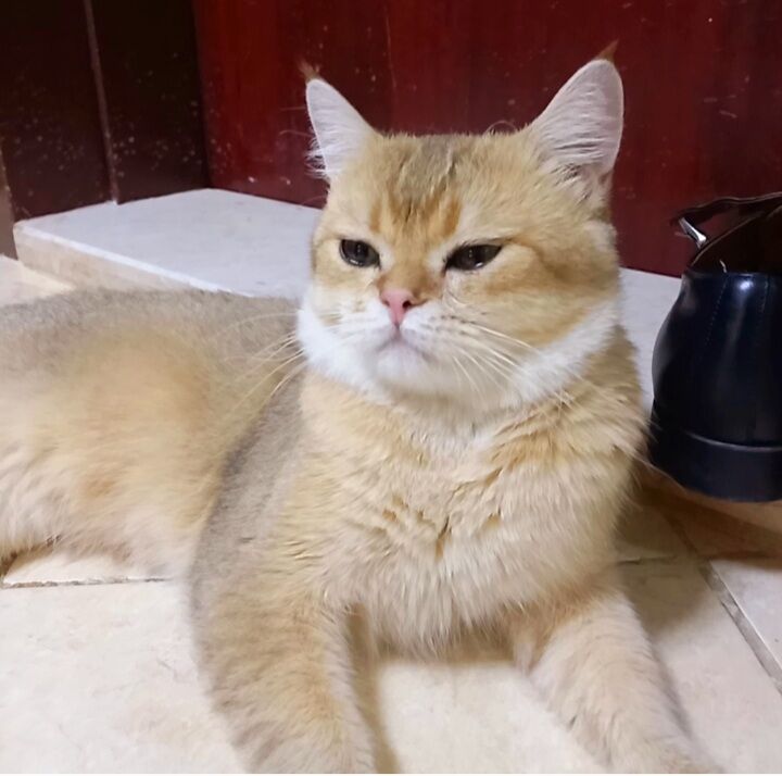 Шотландские котята - Ашхабад - img 4