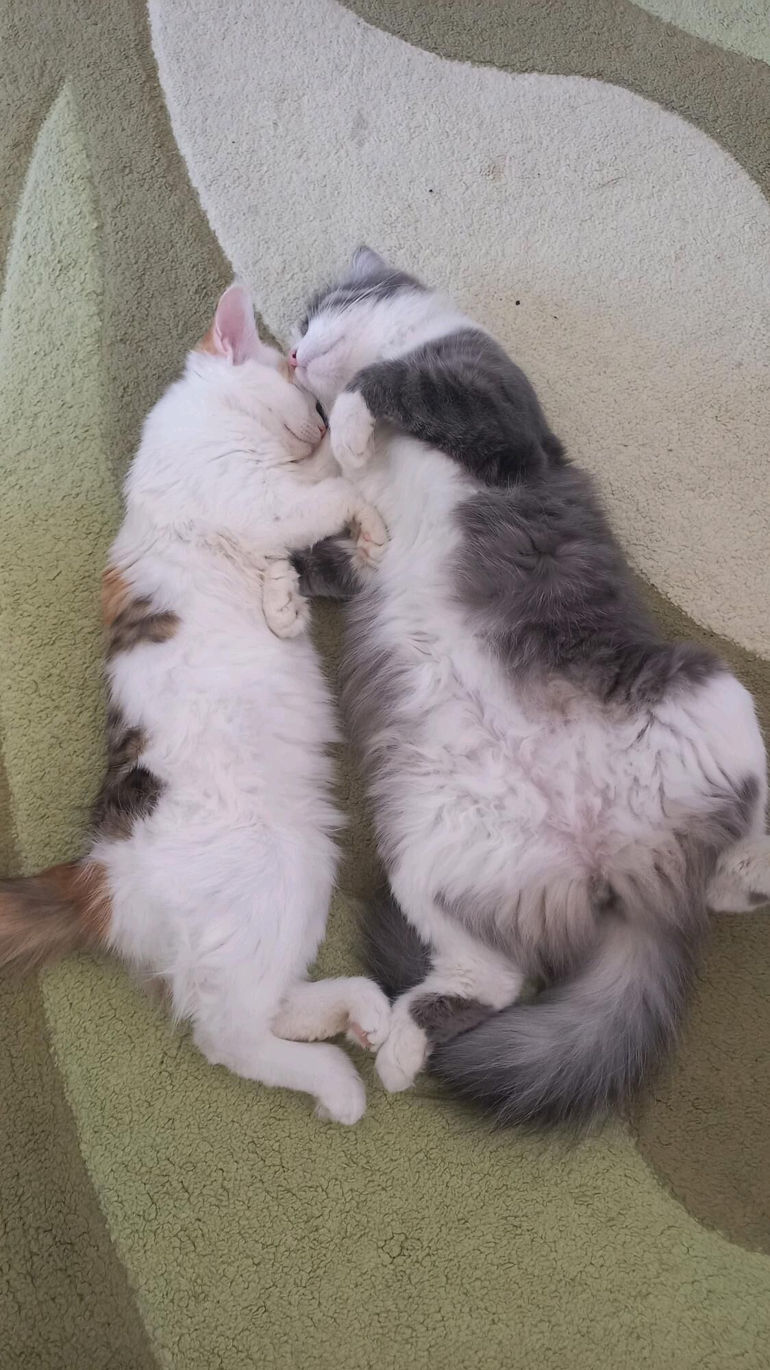 Котёнок  - Ашхабад - img 9